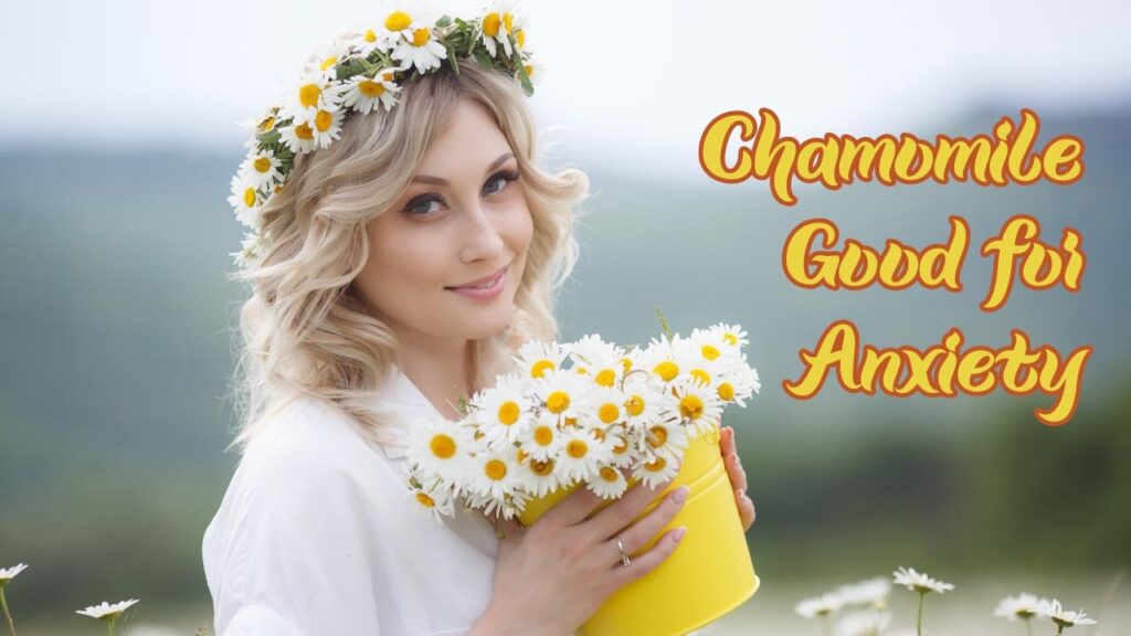 Chamomile good for anxiety